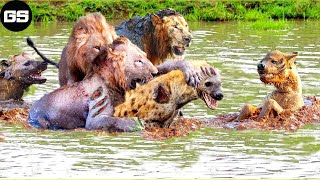 30 Tragic Moments! Lion fight and Eat Hyena, Wild Animals Fight