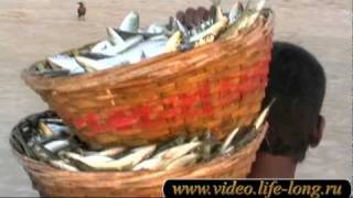 Рыбалка на Гоа. Индия. Пляж Беталбатим. Fishing in Goa.