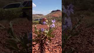 #mining #miningequipment #mechanic #heavyequipment #miningaustralia #desert #flowers