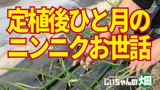 ニンニク栽培。植え付けからひと月のニンニクは、このサイズでいいのかな、葉の色はこれでいいのかな、の不安解消。10/29