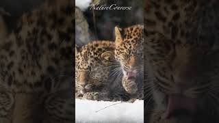 Cutest Baby Leopards #shorts #nature #cute #baby