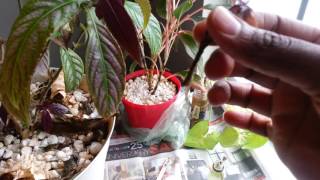 Persian Shield Propagation Update 1