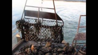 Colchester Oyster Fishery