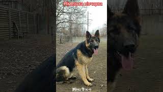 Shepherd dog. Чепрачная немецкая овчарка. #dog #dogs #germanshepherd #gsd #shepherd #kennel #music