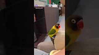 Когда ловишь ритм😂 #shorts #memes #animals #funny #pets #cute #music #love #parrot #попугай