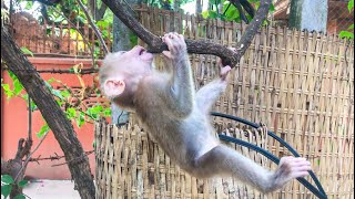 Intelligent adorable monkey Ella like cling tree | Baby Monkey Ella Cling