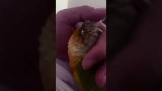 ANGEL the GREEN CHEEK CONURE #parrotlover #viralvideo #freeflight #viral #trending #freeflight