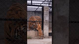 Taby Tiger Cub Wants to Go Near Bengal Tiger | Nouman Hassan