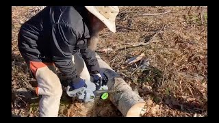 Recycler le bois d'un arbre tombé