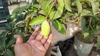 ১২ মাসেই এই গাছে আম থাকে 🥭🌴🌳