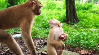 Little monkey Sina tell sister Lizza don't grab her rambutan & she is really smart