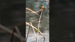 bullet train inspired by kingfisher bird #viral #animals