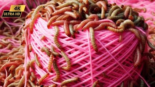 Can Mealworms Eat Woolen Thread?!