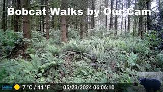 Red Lynx Bobcat (Lynx Rufus) Walks by Our Camera