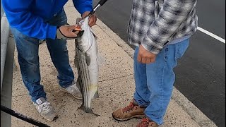 la pesca de striped en primavera es emocionante pescando con lombriz de sangre