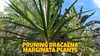 Dracaena Marginata pruning care guide