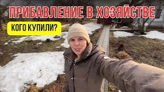 КУПИЛИ КУРОЧЕК | ВЕСНА В ДЕРЕВНЕ | КУПИЛИ ДОМ В ДЕРЕВНЕ | БРЯНСКАЯ ОБЛАСТЬ