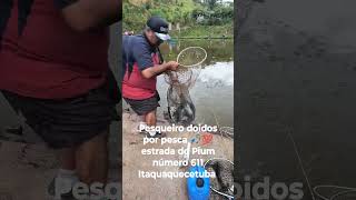 só tilaposauro nesse pesqueiro pescaria de tilápias na diária, peixe livre #pesqueiro #pescaria