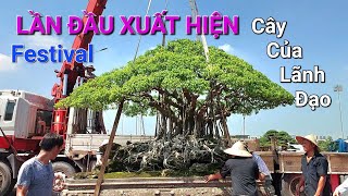 FESTIVAL THỦ ĐÔ 2024 ! NHỮNG CÂY * SIÊU TO * ĐẸP TỰ NHIÊN của BÁC THỌ hạ xuống TL 4/9 .