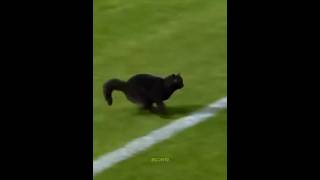 Cat scores a goal in football 😂 #football #edit #funny