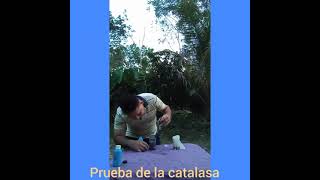 Prueba de catalasa