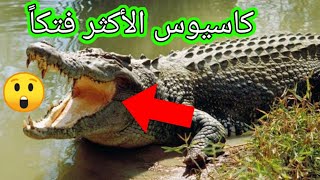 أضخم 5 تماسيح عرفها العالم على مر التاريخ الثالث ضخم بشكل لا يصدق !!