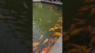 Pura Tirta Empul Temple Fish Pool - Bali - Indonesia