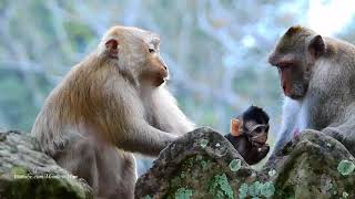 Tarzana Baby Playing With Small Monkeys, Looking So Happy, Daily Monkeys Man#1155