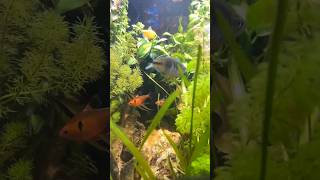 Aquascaping Client Aquarium #shorts #fish #aquariumfish #shortsvideo #viralvideo