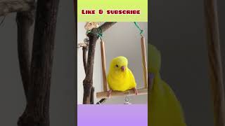 Budgie cute 🥰 head bobbing! #birds #viral #parrot #parakeet #shorts