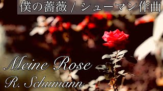 Meine Rose - R. Schumann 僕の薔薇 / シューマン作曲【日本語訳付き】