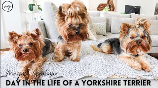 A Day In The Life Of A Yorkshire Terrier