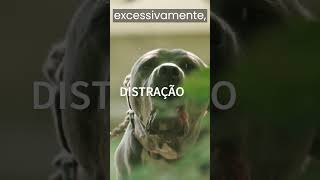 Dica pet:  CACHORRO LATINDO MUITO, O QUE FAZER?