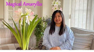 Magical Amaryllis | Indoor Plants | Mamata's Essence