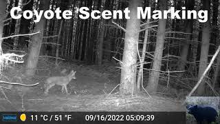 Coyote Scent Marking in Front of Our Trail Camera