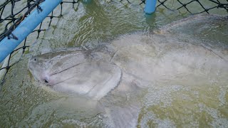 The shark of fresh water | Thailand fishing