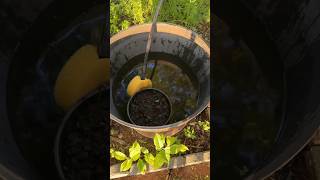 Outdoor container pond setup