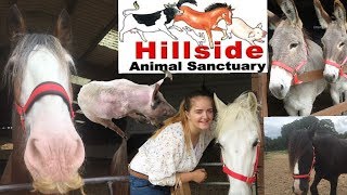 Hillside Animal Sanctuary ~ Horse Heaven!