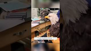 This eagle was rescued from a river, and then... #animalshorts #shortsvideo