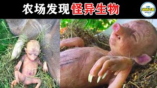 人猪杂交的后果是什么？15件农场怪事让你大吃一惊！丨地球之最#冷知识 #排名 #世界之最#top10 #世界之最top #出类拔萃 #动物 #动物世界