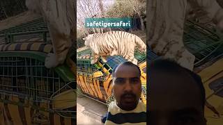 ☹️☹️safetigersafari #tiger #safari #ytshorts #trendingshorts