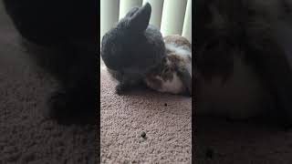 my bunnies' odd friendship (snuggle then BITE 😳)