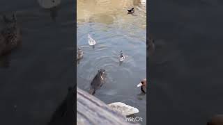 #shorts #shortvideo #shortvideo #shortsviral #trending #family #zoo #subscribe #lovers #lovestory