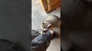 My trainers raccoon is so cute (she’s a rescue) #equestrian #horsesport