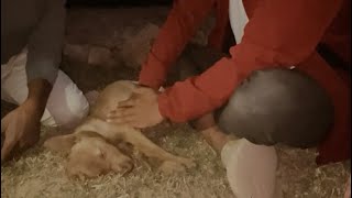 Visit Dog shelter 🙂#shorts #ambikapur #youtubeshorts #vlog #garibboi #sauravjoshivlogs #youtube