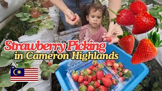 Strawberry picking in Cameron Highlands