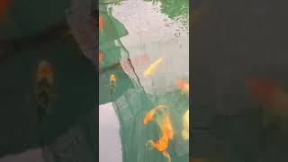 koi carps #trending #trendingshorts #viralvideo #nature #fish #love #beautiful #lake