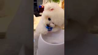 Puppy eats a ball