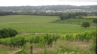 Denbies wine estate Epsom and Banstead Surrey