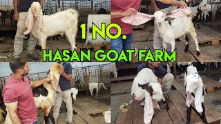 Hassan goat farm Charminar murgi Chowk location Gulabi ka Hyderabadi ka collection